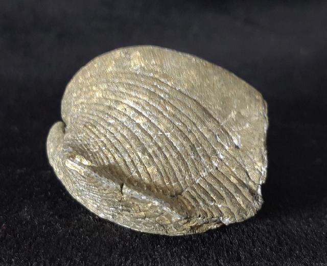 Paraspirifer bownockeri (STEWART 1927) - Bild &copy; FossNet FossilienStore